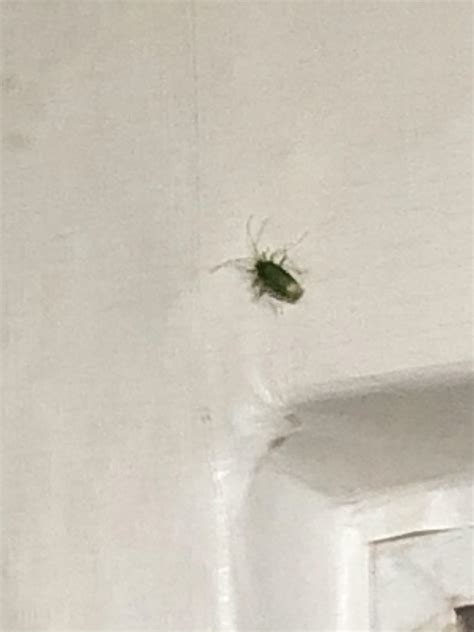초록색 바퀴벌레